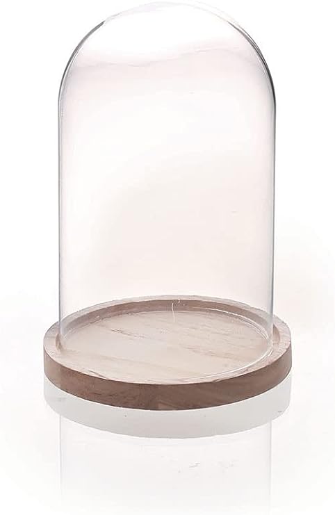 [167983] Cloche en verre avec socle en bois clair, 160x120 mm